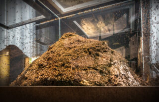 Ameisenvolk Ameisenvolk in der Ausstellung.