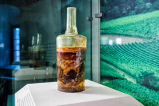 Römerwein Ältester, erhaltener Rebenwein nördlich der Alpen.